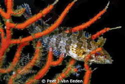 Blue Spotted Beauty -blue spotted klipfish by Peet J Van Eeden 